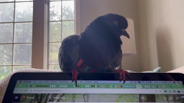 Petition · Petition to Stop the Inhumane Culling of All Pigeons in ...